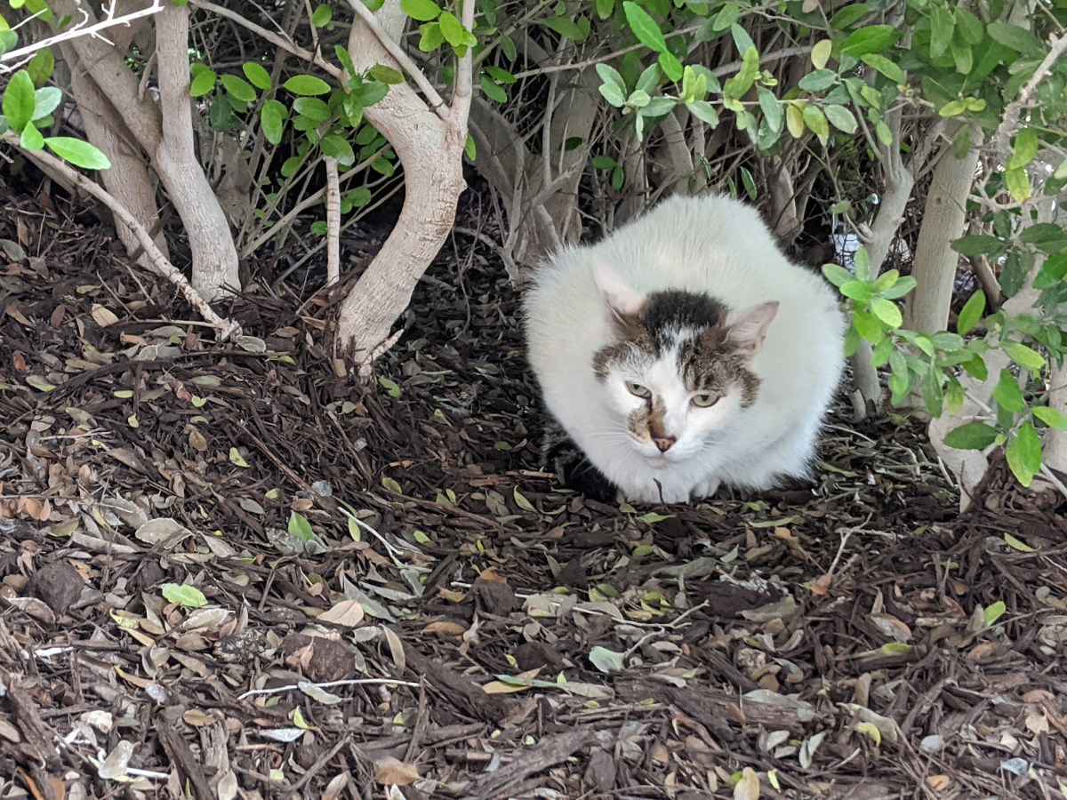 Arthur, May 12, 2020