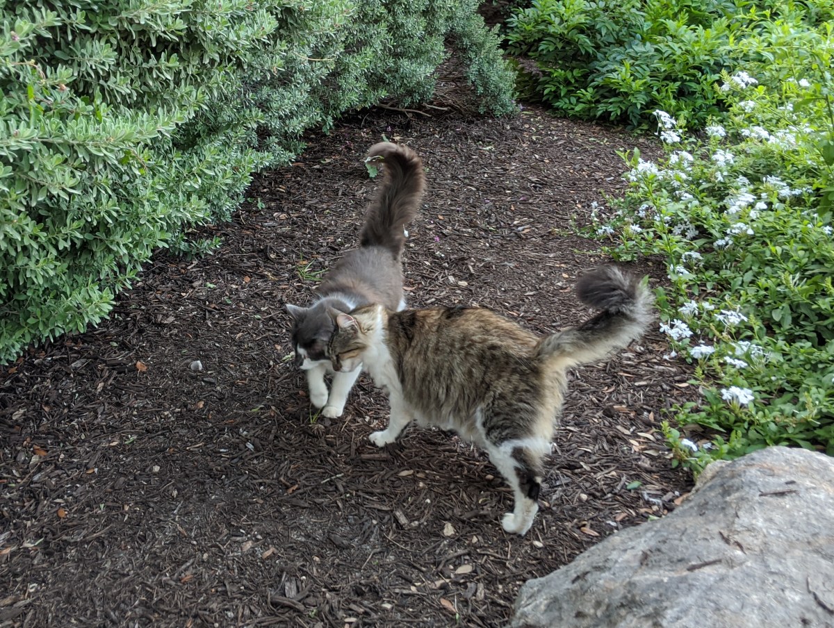 Charlie & Rocky, May 22, 2020