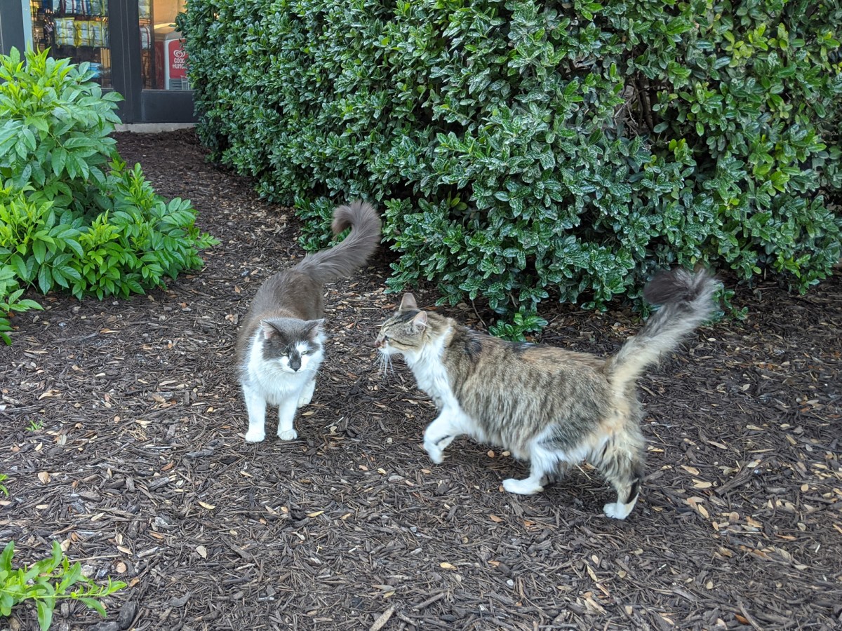 Charlie & Rocky, May 17, 2020