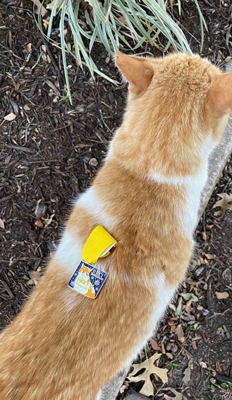 Harry with his medal, May 8, 2020