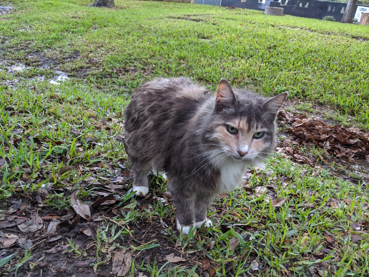 Polly after the rain, March 22, 2020