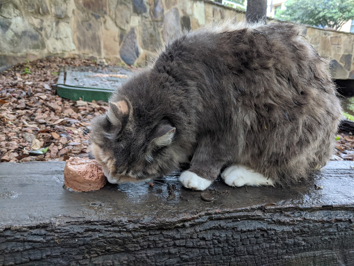 Polly, March 22, 2020