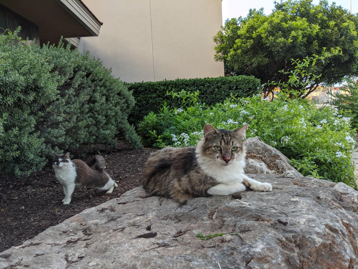 Rocky & Charlie, May 22, 2020