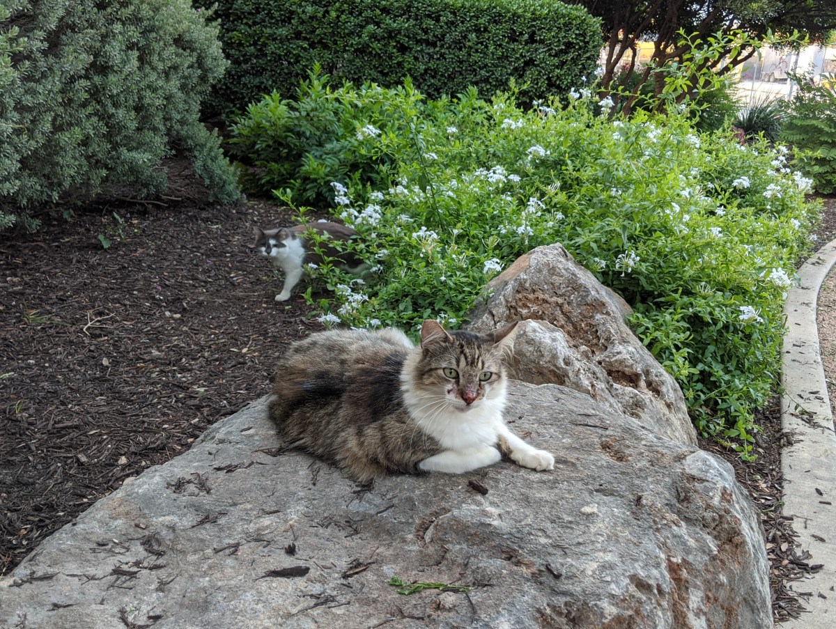 Rocky & Charlie, May 22, 2020