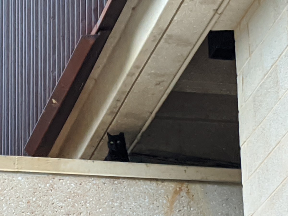 Sage, March 22, 2020