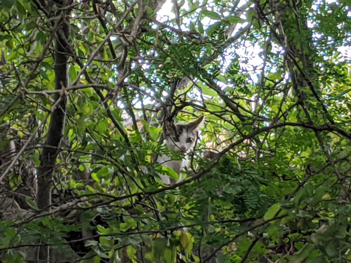 New kitten @ BB, June 16, 2020