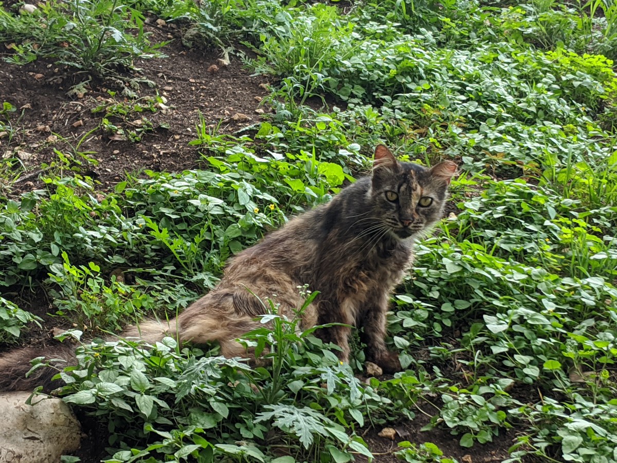 Fluffy, June 3, 2020