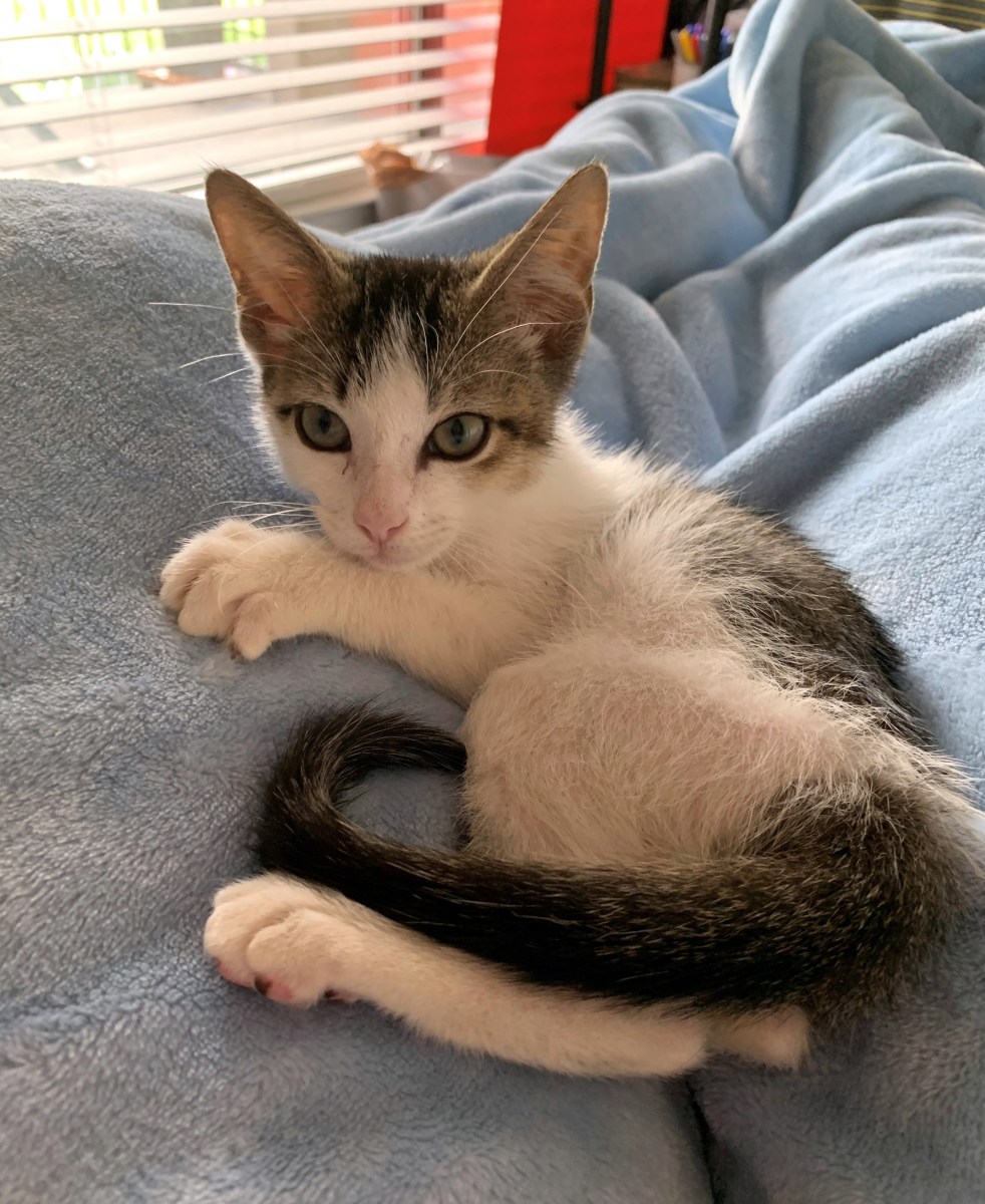 Milo in his new home, June 27, 2020