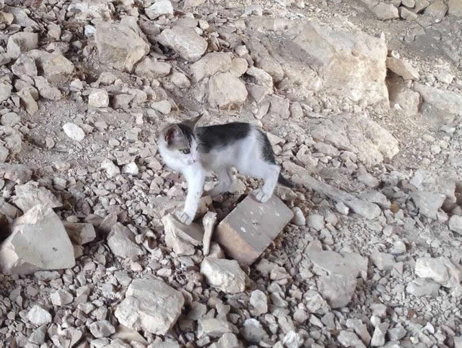 New kitten @ BB-NPB side, June 18, 2020