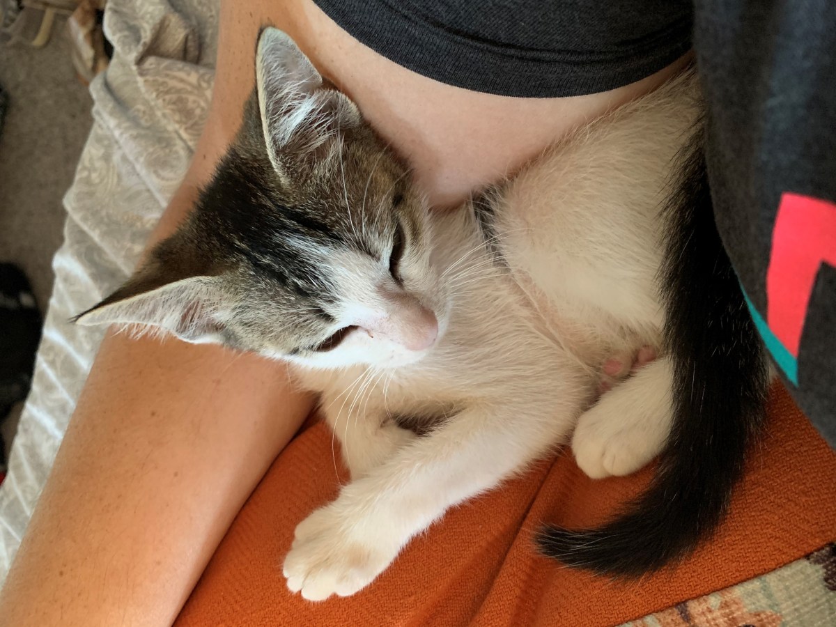 Milo in his new home, June 27, 2020