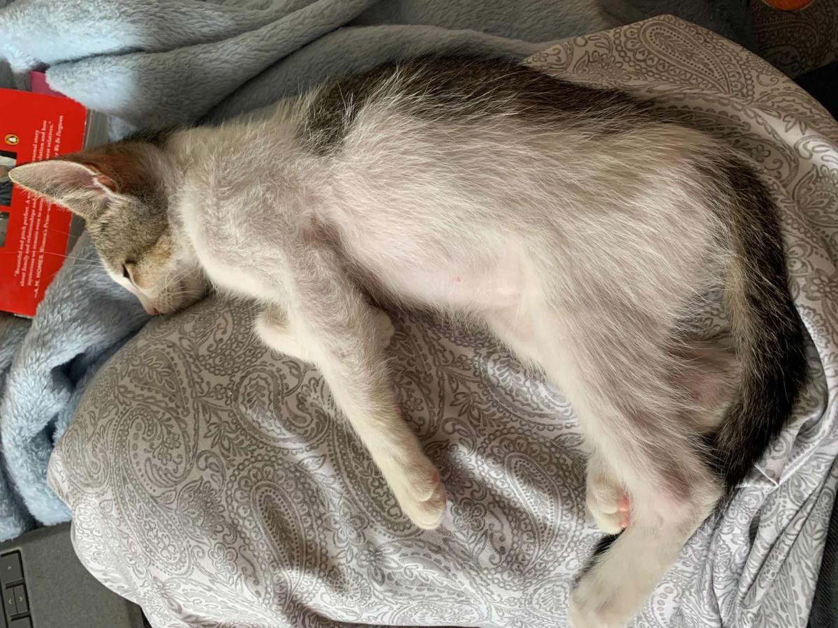 Milo in his new home, June 27, 2020