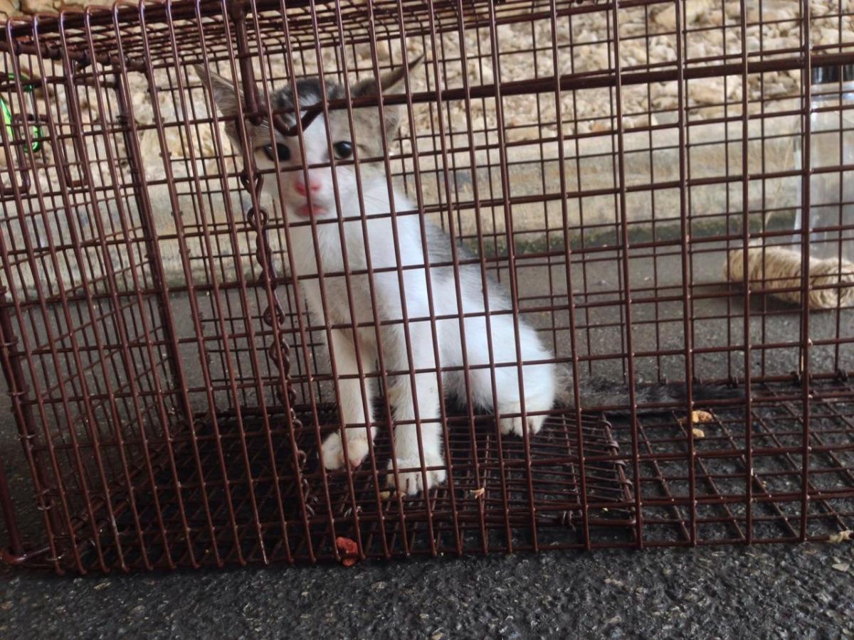 Milo trapped on June 20, 2020