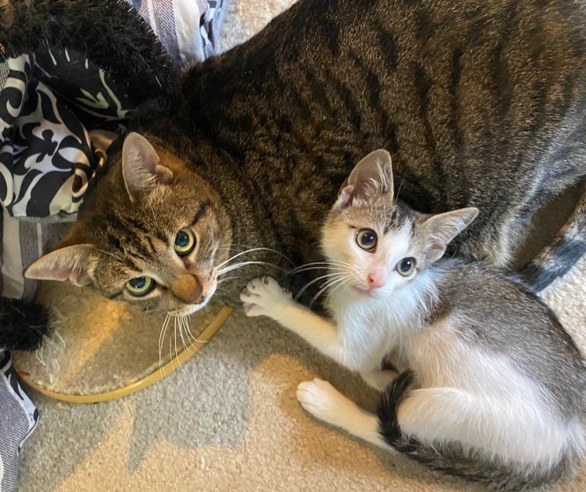 Milo @ foster home, June 24, 2020