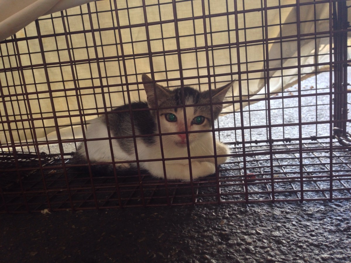 Milo trapped on June 20, 2020