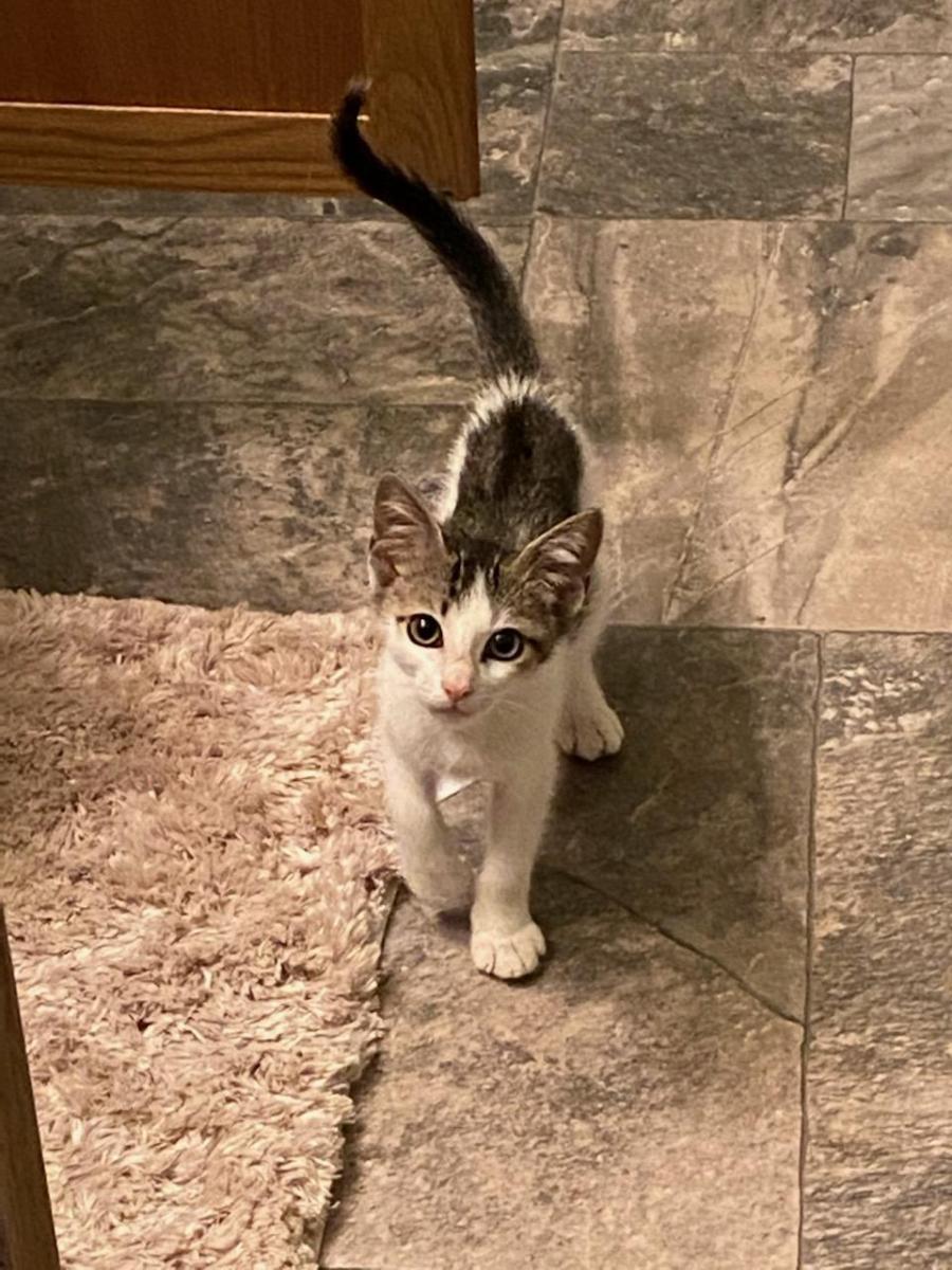 Milo @ foster home, June 24, 2020