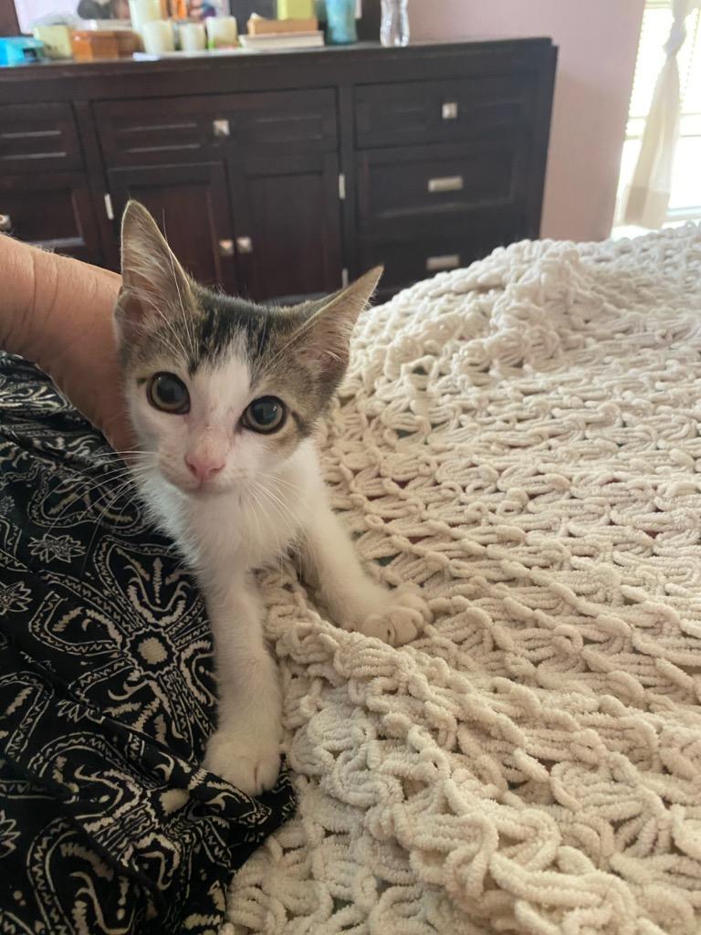 Milo @ foster home, June 24, 2020