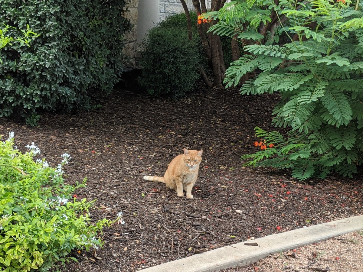 Rusty, June 26, 2020