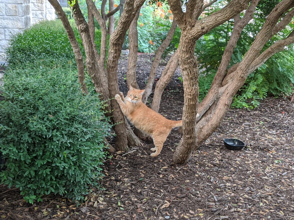 Rusty, June 26, 2020