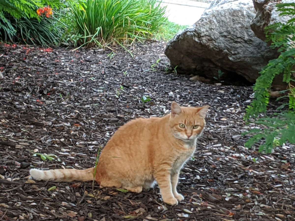 Rusty, June 26, 2020