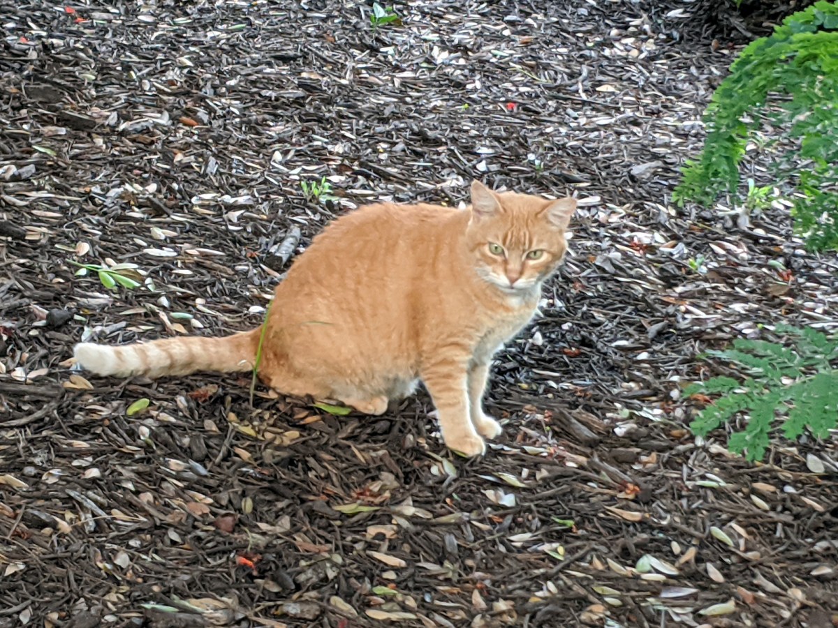 Rusty, June 26, 2020