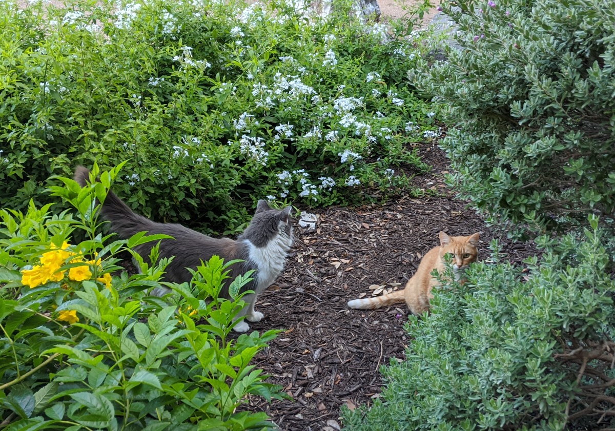 Charlie & Rusty, May 30, 2020