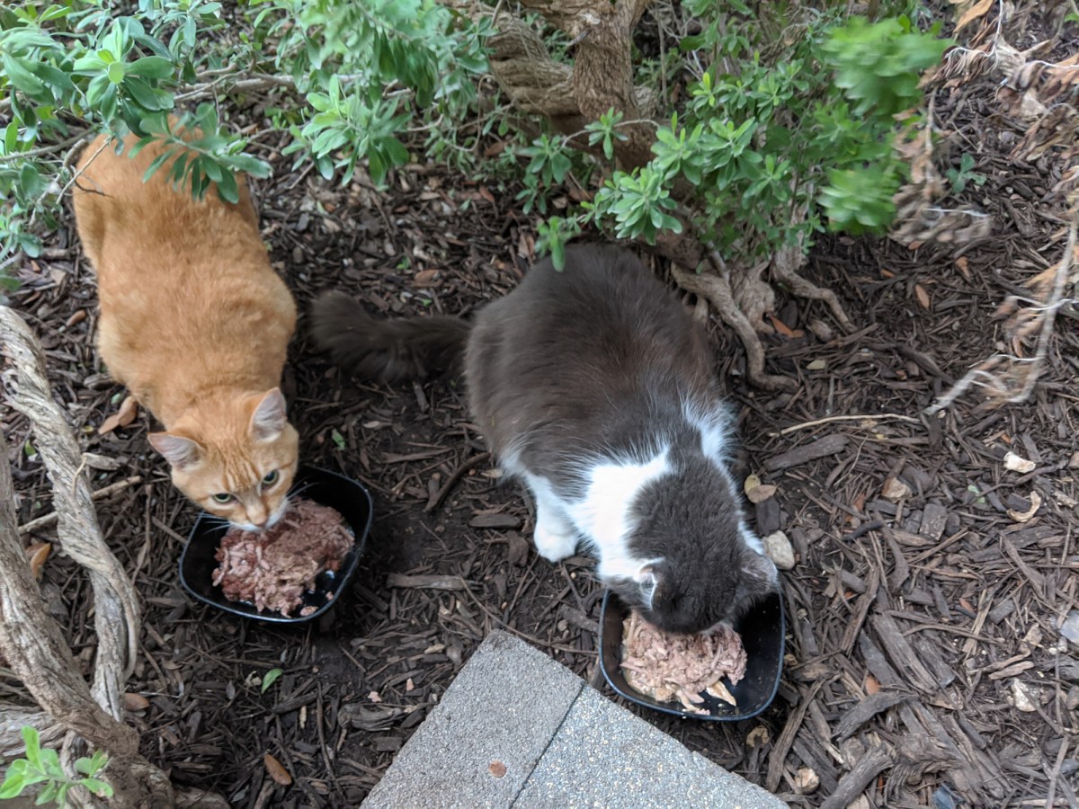 Rusty & Chalie having dinner, June 26, 2020