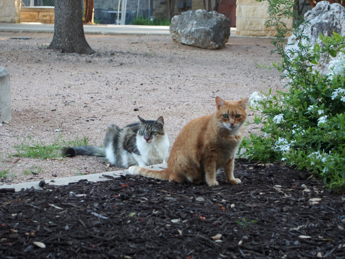 Rusty & Rocky, June 6, 2020