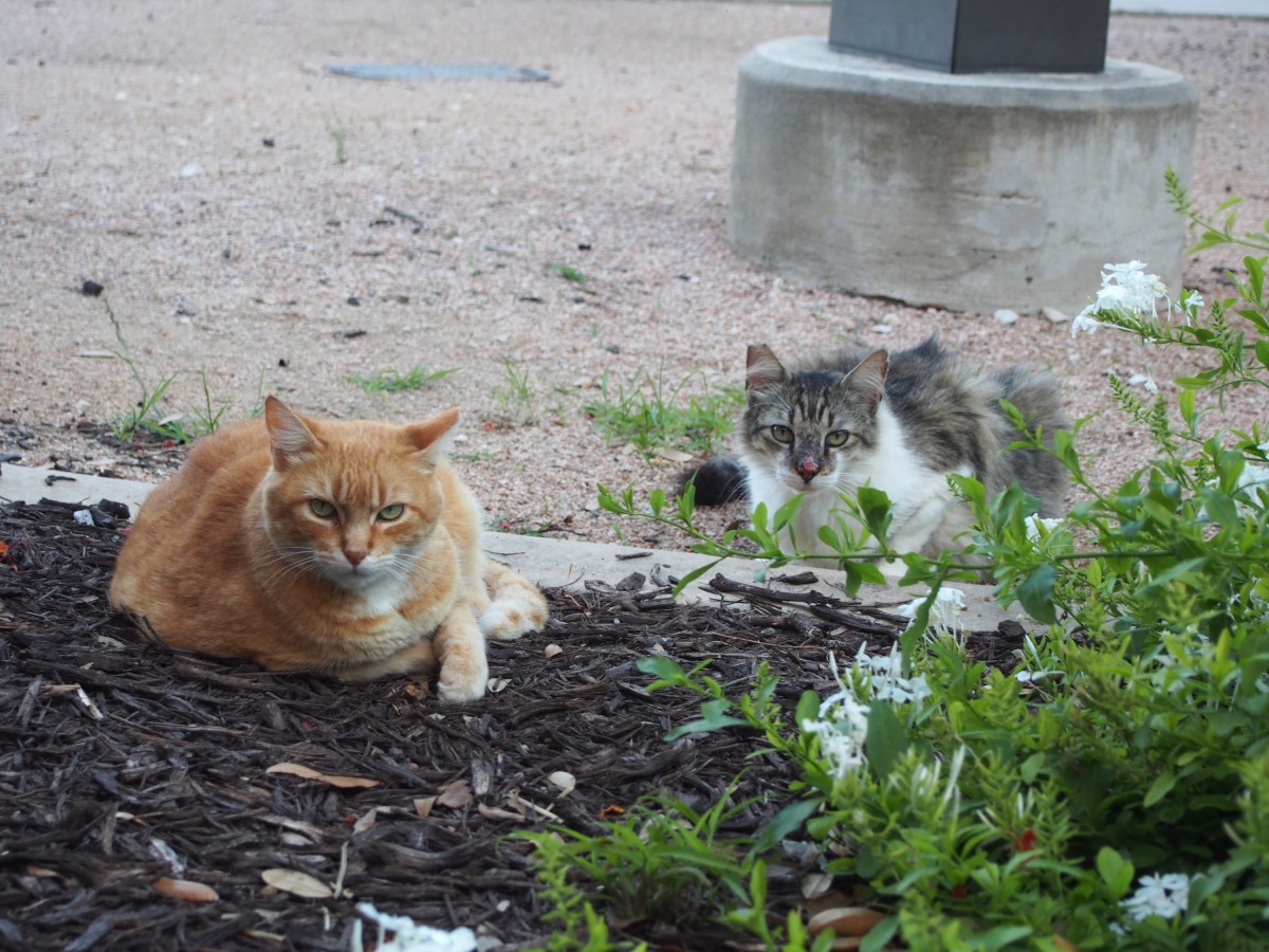 Rusty & Rocky, June 6, 2020