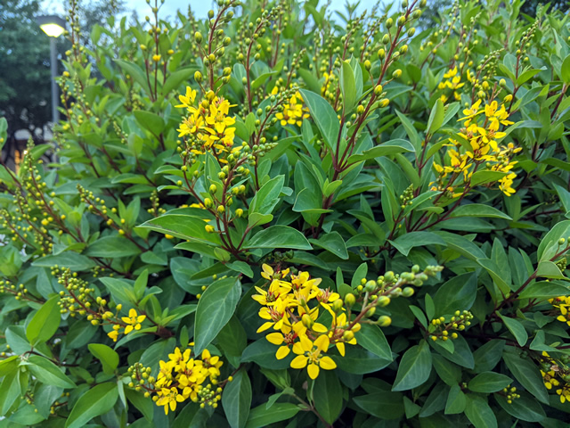 Thryallis @ Chaparral Village