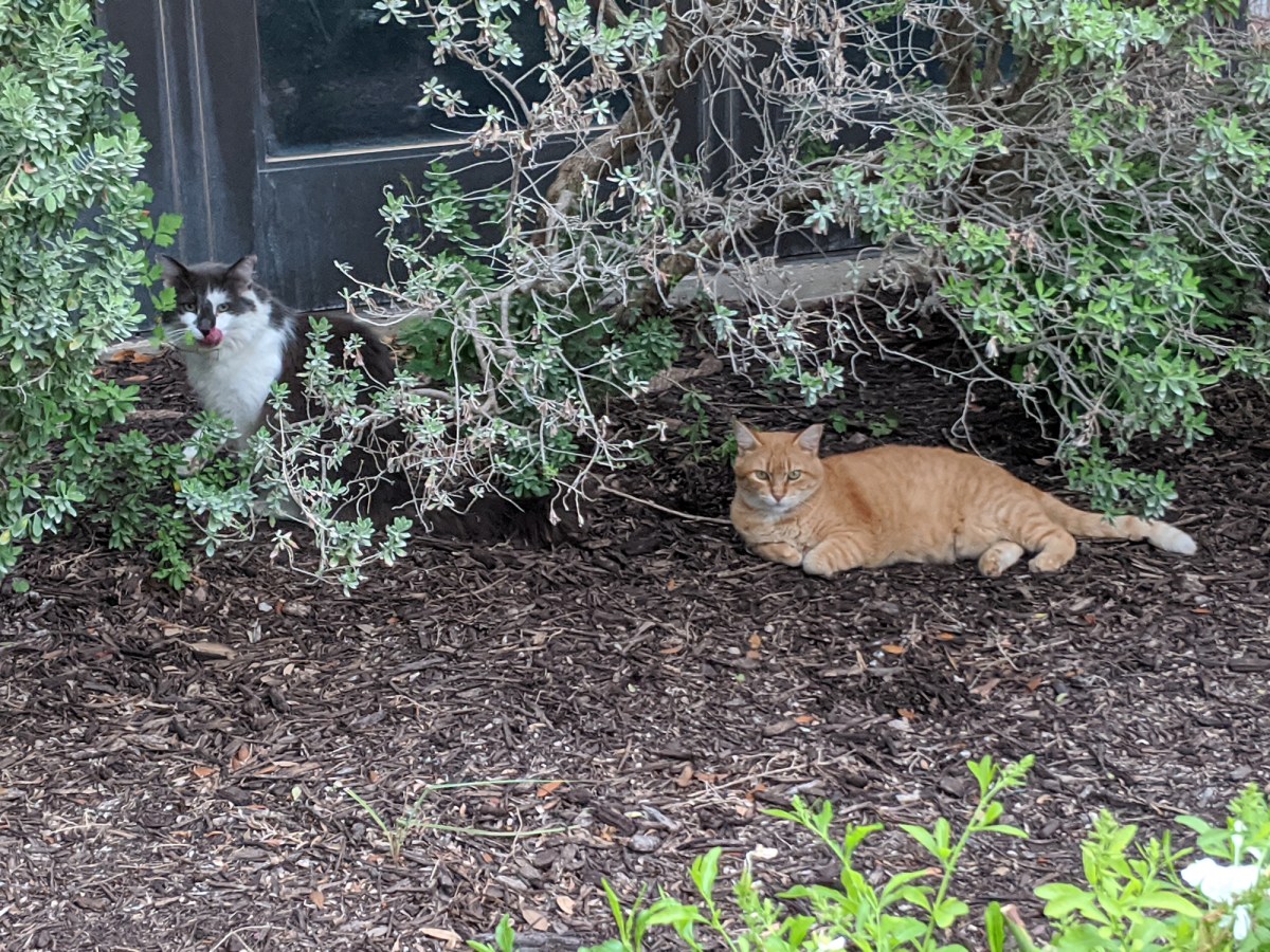 Charlie & Rusty, July 28, 2020