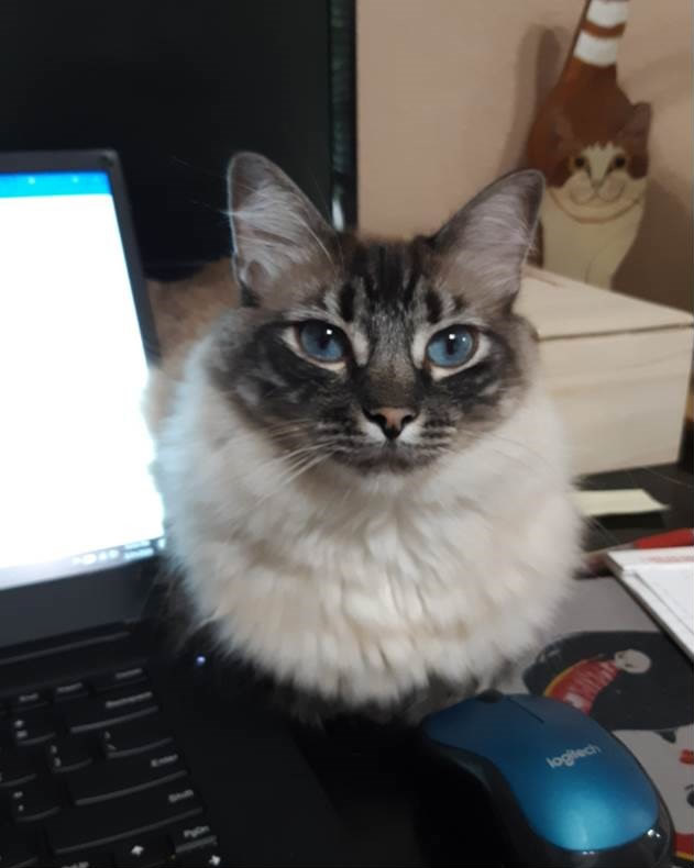 Cooper working as Teaching Assistant, March 31, 2020