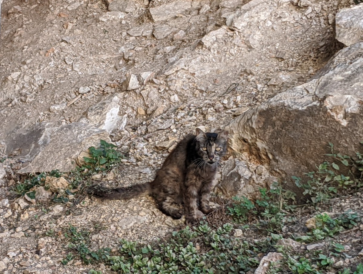 Fluffy, July 4, 2020