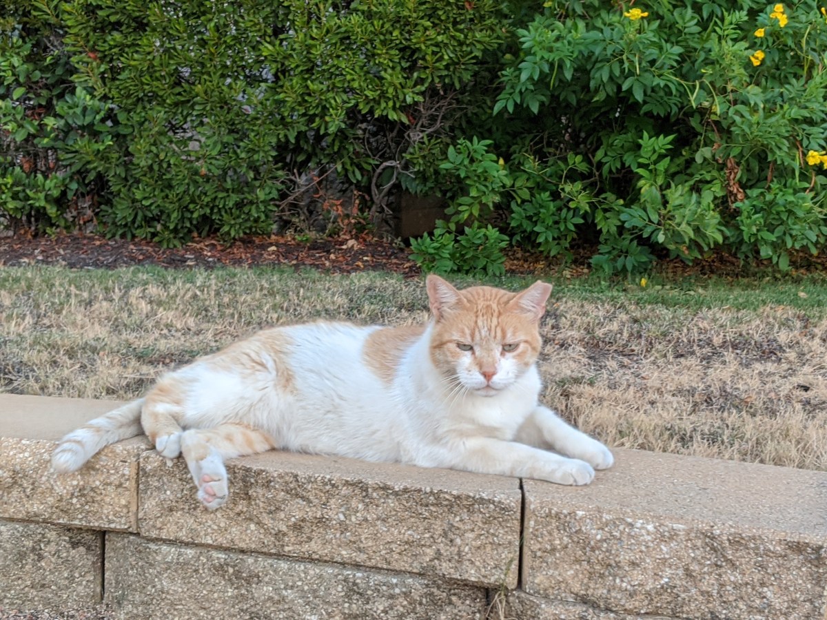 Harry @ CV Bldg 10, July 24, 2020