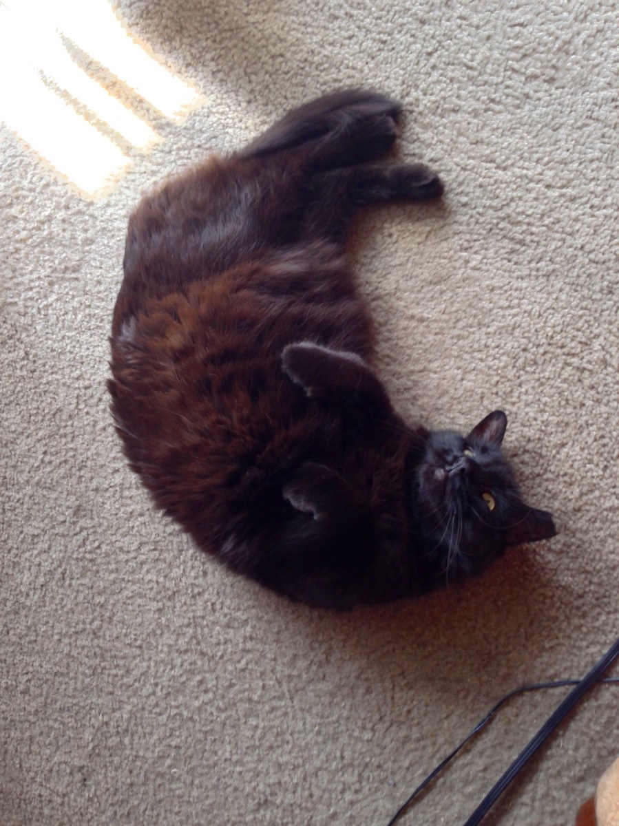 Shadow, July 18,2020