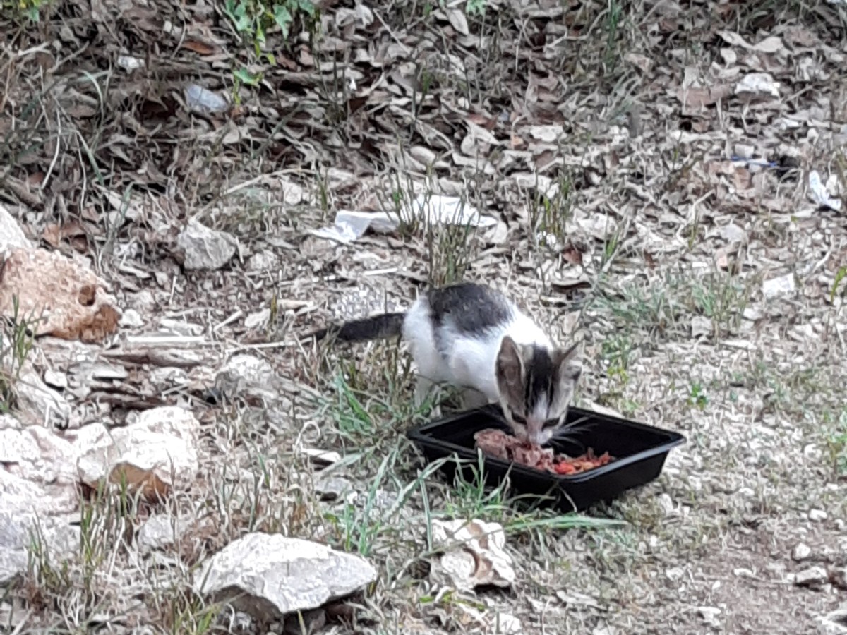 New gray-white kitten at Business site, June 16, 2020