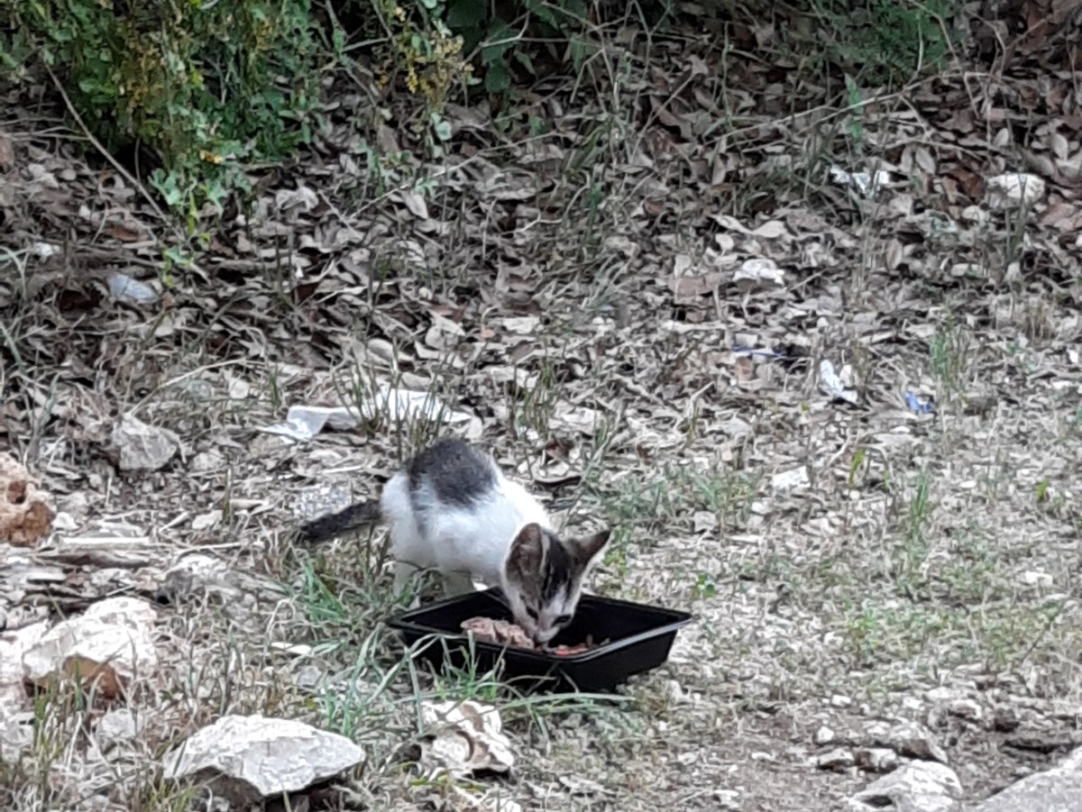 New gray-white kitten at Business site, June 16, 2020