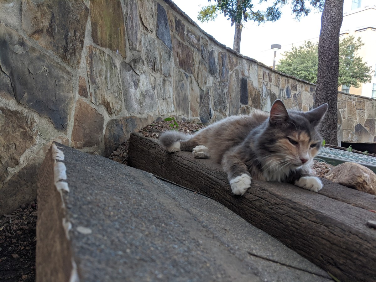 Polly, July 21, 2020