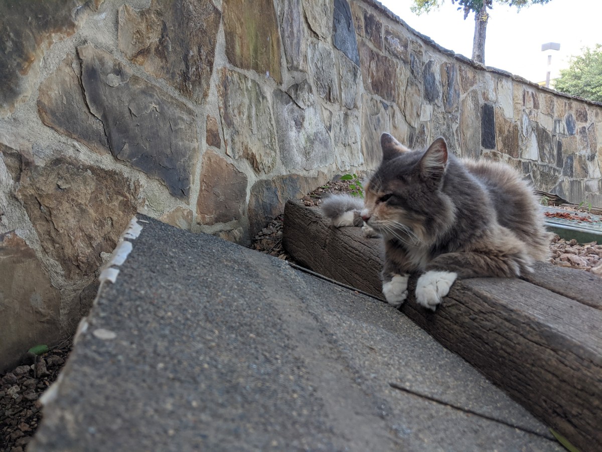 Polly, July 21, 2020