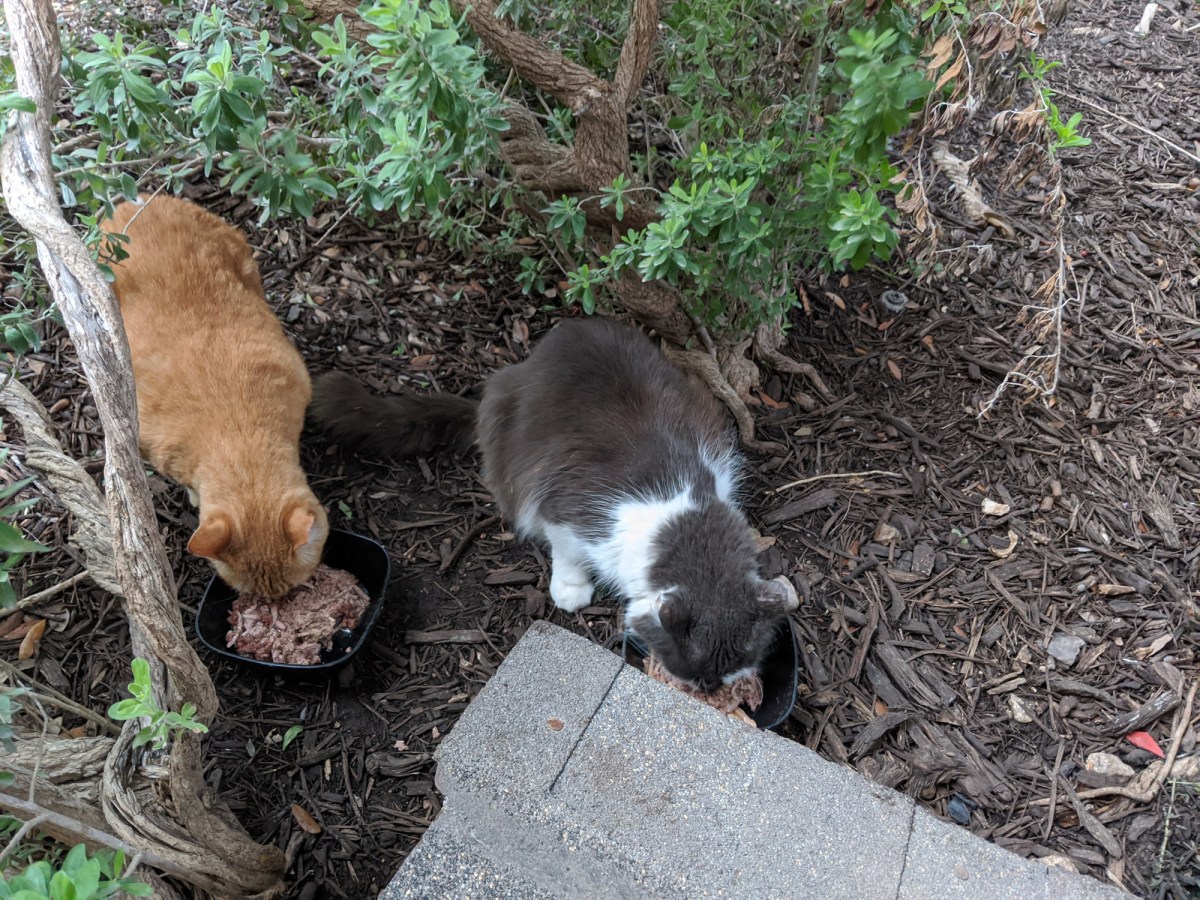 Rusty & Charlie having dinner, June 26, 2020