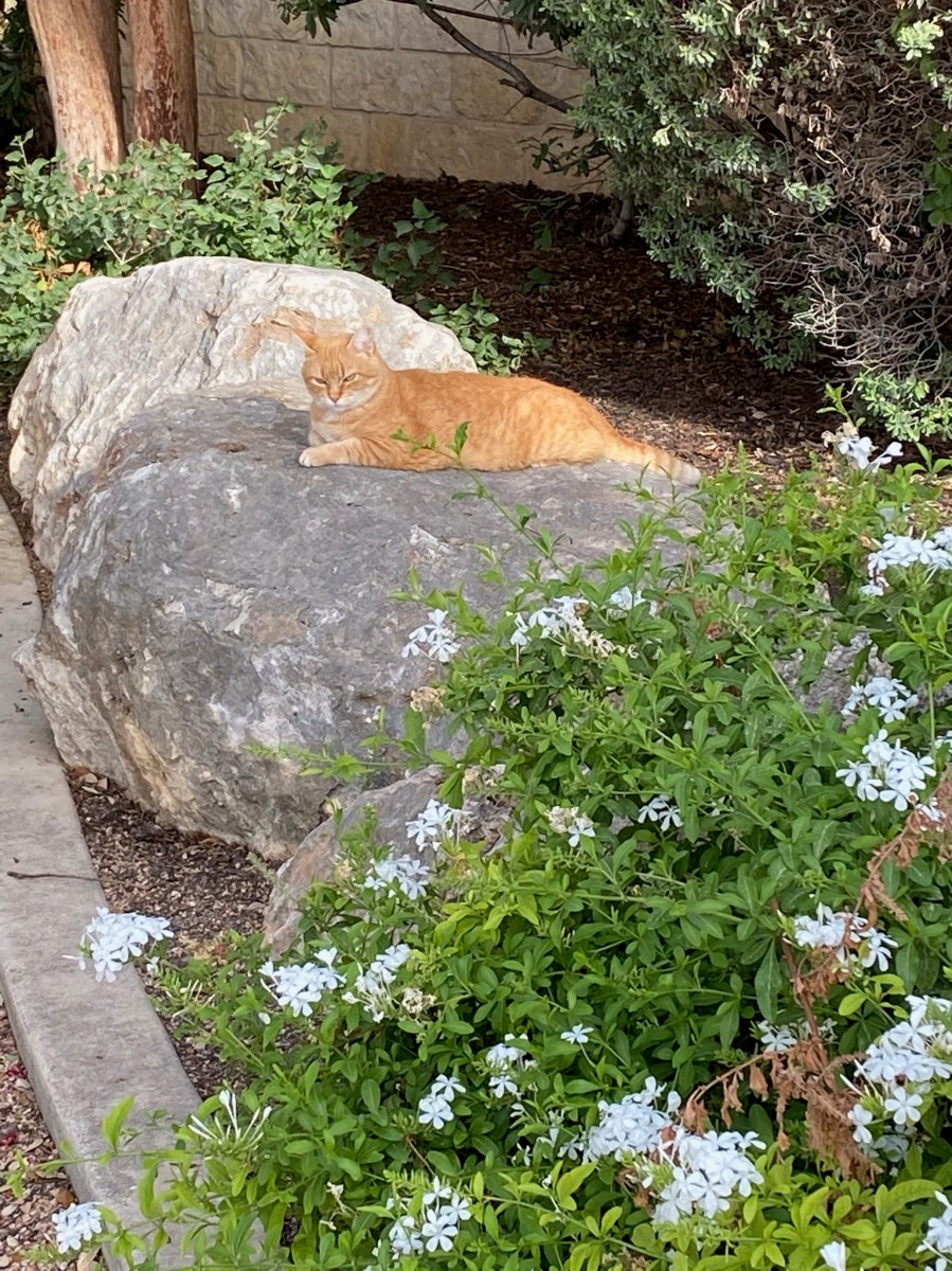 Rusty, July 25, 2020