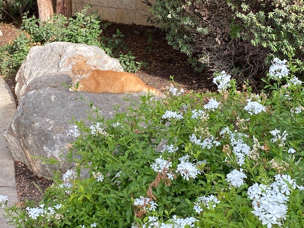 Rusty, July 25, 2020