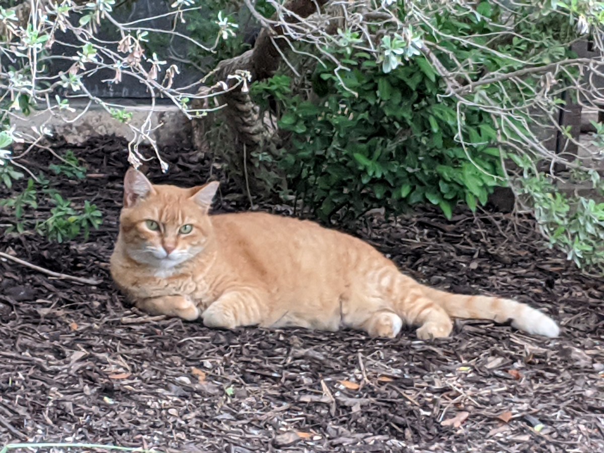 Rusty, July 28, 2020