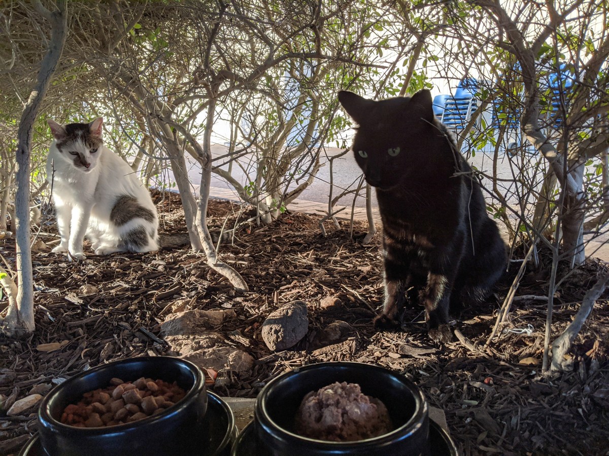 Arthur & Lucifer, August 26, 2020