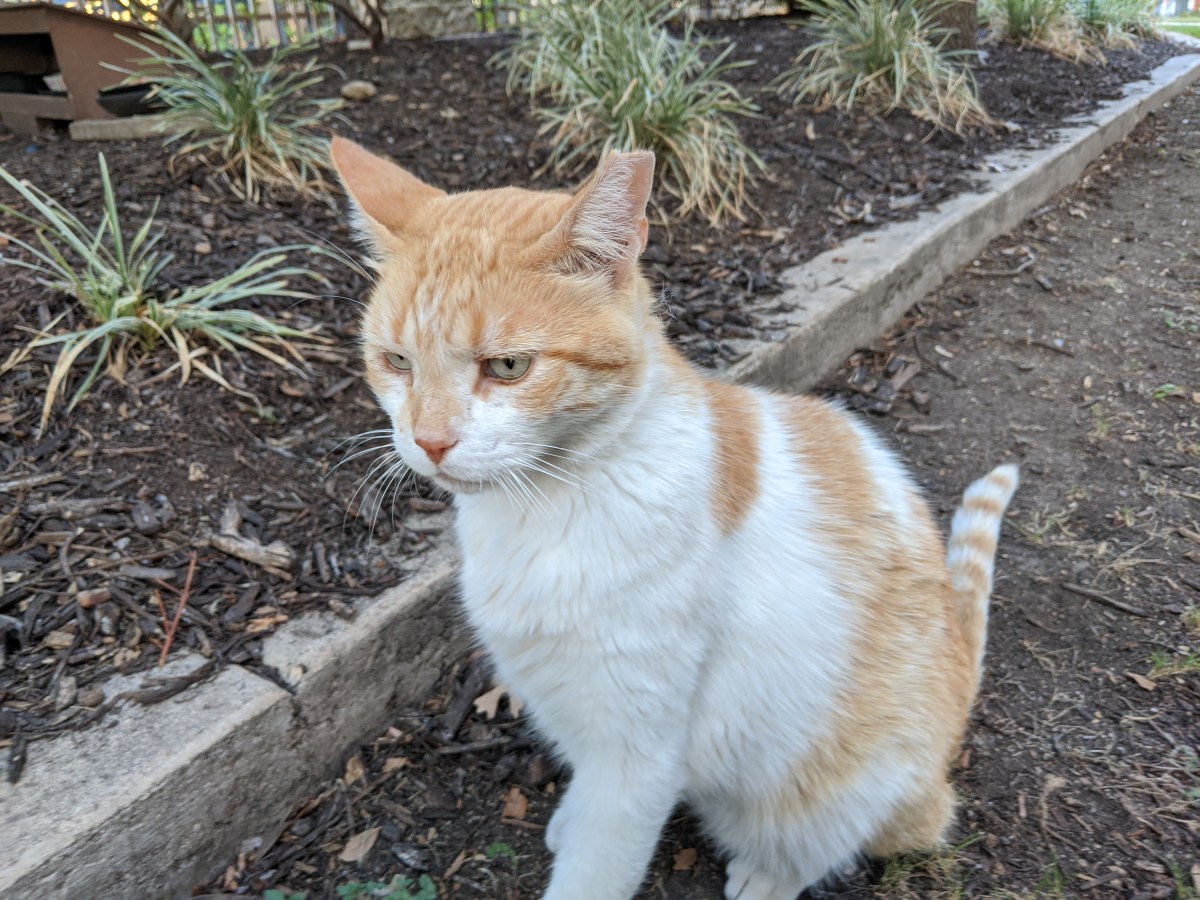 Harry, August 7, 2020