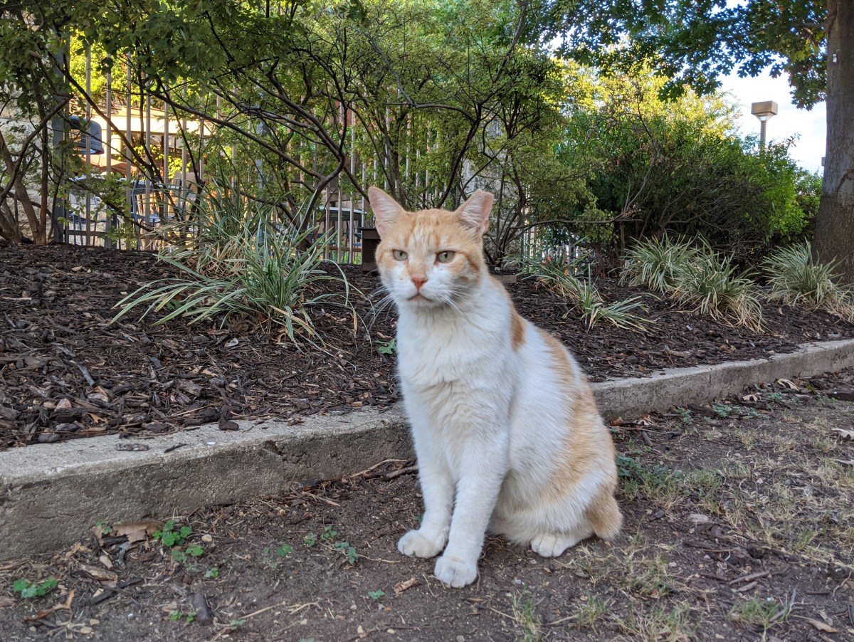 Harry, August 7, 2020