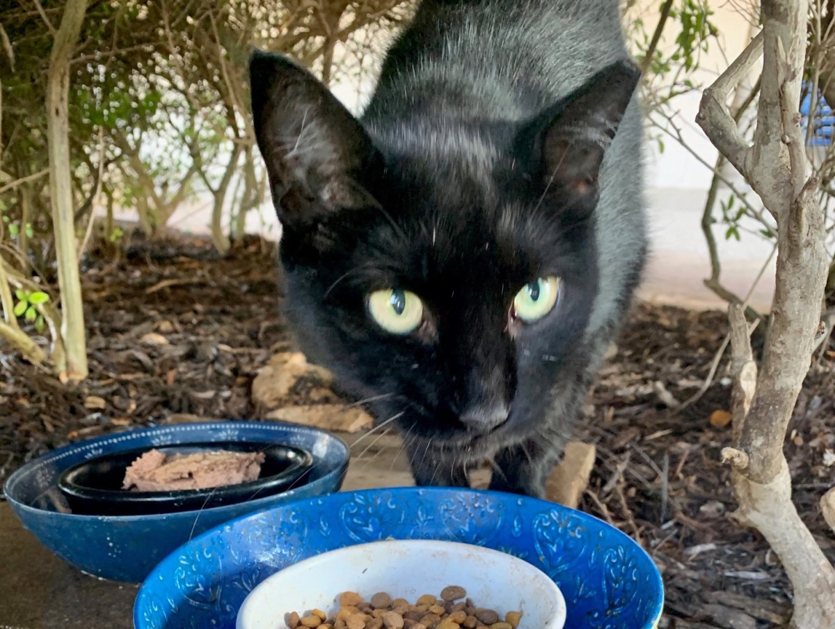 Lucifer, August 24, 2020