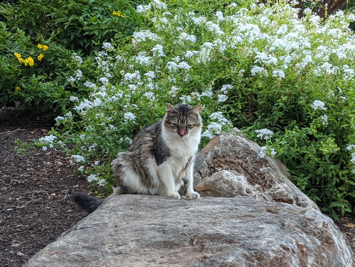 Rocky, August 15, 2020