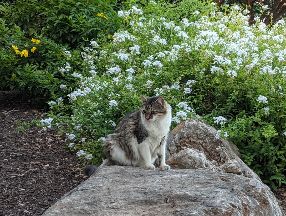 Rocky, August 15, 2020