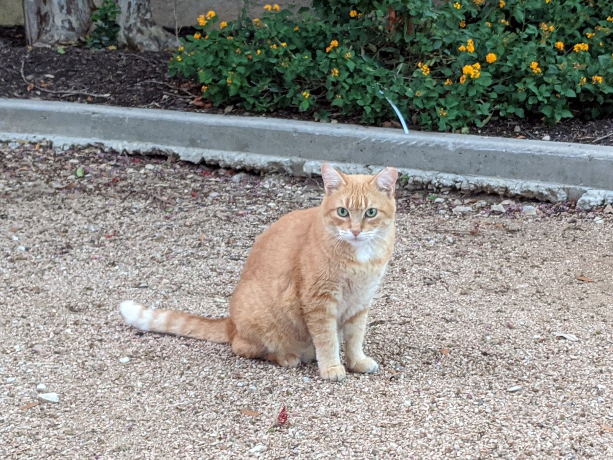 Rusty, August 16, 2020