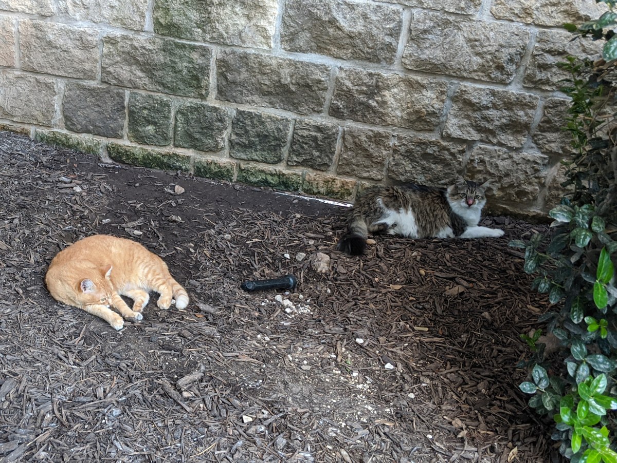 Rusty & Rocky, August 11, 2020